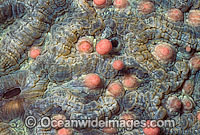 Coral spawning Photo - Peter Harrison