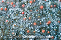 Coral spawning Photo - Peter Harrison