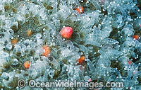 Coral spawning Photo - Peter Harrison