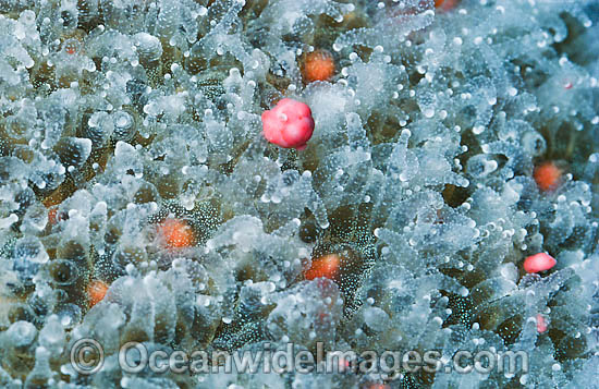 Coral spawning photo Coral spawning photo