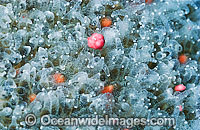 Coral spawning Photo - Peter Harrison