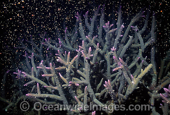 Coral spawning photo