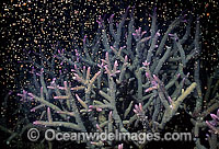 Coral spawning Photo - Peter Harrison