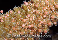 Coral spawning Photo - Peter Harrison