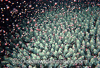 Coral spawning Photo - Peter Harrison