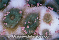Coral spawning Photo - Peter Harrison
