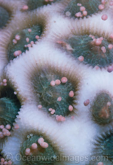 Coral spawning photo Coral spawning photo