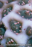 Coral spawning Photo - Peter Harrison