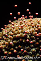 Coral spawning Photo - Peter Harrison