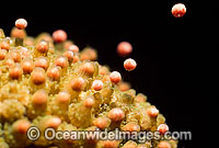 Coral spawning Photo - Peter Harrison