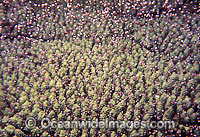 Coral spawning Photo - Peter Harrison