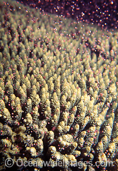 Coral spawning photo Coral spawning photo