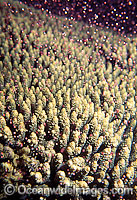 Coral spawning Photo - Peter Harrison