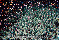 Coral spawning Photo - Peter Harrison