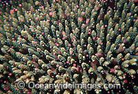 Coral spawning Photo - Peter Harrison