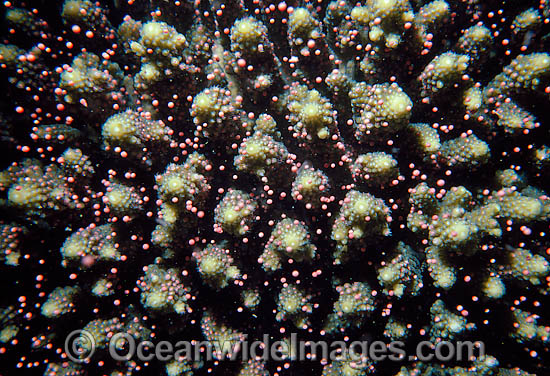 Coral spawning photo Coral spawning photo