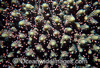 Coral spawning Photo - Peter Harrison