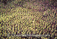 Coral spawning Photo - Peter Harrison