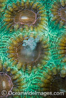 Coral spawning Photo - Peter Harrison