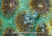 Coral spawning Photo - Peter Harrison