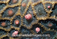 Coral spawning Photo - Peter Harrison