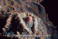 Coral spawning Photo - Peter Harrison