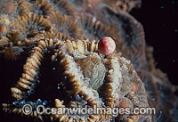 Coral spawning Photo - Peter Harrison