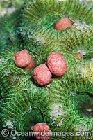 Coral spawning Photo - Peter Harrison