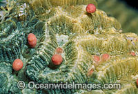 Coral spawning Photo - Peter Harrison