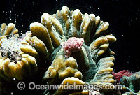Coral spawning Photo - Peter Harrison