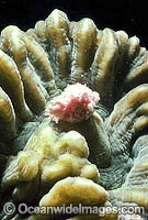Coral spawning Photo - Peter Harrison