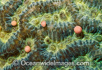 Coral spawning Photo - Peter Harrison