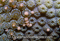 Coral spawning Photo - Peter Harrison