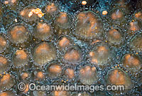 Coral spawning Photo - Peter Harrison