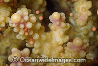 Coral spawning Photo - Peter Harrison