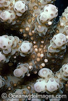 Coral spawning Photo - Peter Harrison