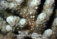 Coral spawning Photo - Peter Harrison