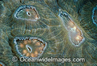 Coral spawning Photo - Peter Harrison