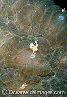 Coral spawning Photo - Peter Harrison