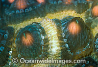 Coral spawning Photo - Peter Harrison
