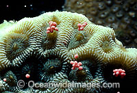 Coral spawning Photo - Peter Harrison