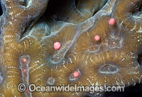 Coral spawning Photo - Peter Harrison