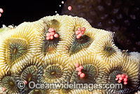 Coral spawning Photo - Peter Harrison