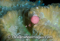 Coral spawning Photo - Peter Harrison
