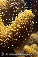 Coral spawning Photo - Peter Harrison
