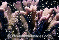 Coral spawning Photo - Peter Harrison