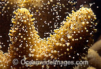 Coral spawning Photo - Peter Harrison