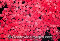 Coral spawning Photo - Peter Harrison