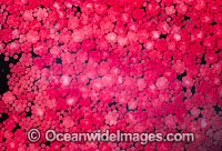Coral spawning Photo - Peter Harrison