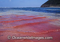 Coral spawn at surface Photo - Peter Harrison